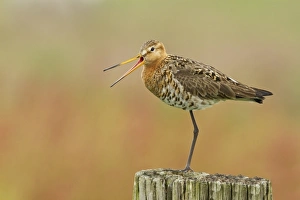 Black-tailed Godwit (Limosa limosa) adult, breeding plumage, calling, standing on post, Edam, Noord-Holland