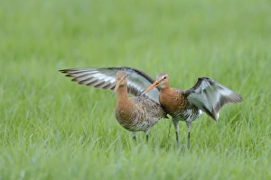 Waders Prints: Black-tailed Godwit (Limosa limosa) adult pair