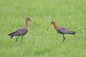 Black-tailed Godwit (Limosa limosa) two adults, breeding plumage, standing in meadow at territorial boundary, Texel