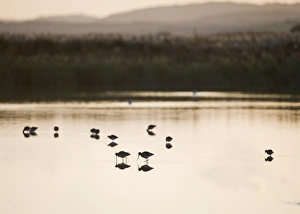 Scrape Prints: Black-tailed Godwit (Limosa limosa) adults
