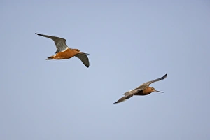 Black-tailed Godwit (Limosa limosa) two adults, summer plumage, in flight, Texel Island, Netherlands