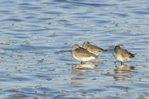 Black-tailed Godwit (Limosa limosa) three adults, winter plumage, roosting in water at high tide, River Stour, Essex, England, january