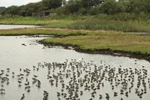 Scrape Prints: Black-tailed Godwit (Limosa limosa) and Common Redshank (Tringa totanus) mixed flock
