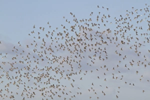 Flock Prints: Black-tailed Godwit (Limosa limosa) flock