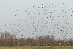 Ouse Washes Prints: Black-tailed Godwit (Limosa limosa) flock
