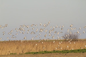 Black-tailed Godwit (Limosa limosa) flock, winter plumage, in flight over reedbed habitat, Norfolk, England, january