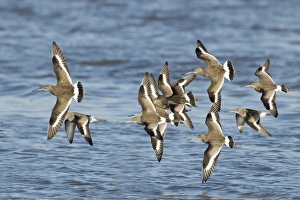 Black-tailed Godwit (Limosa limosa) flock, winter plumage, in flight over water, at high tide roost, River Stour, Essex, England, january