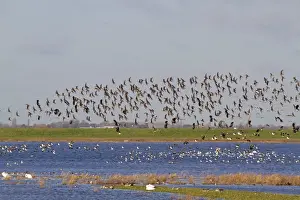Flock Prints: Black-tailed Godwit (Limosa limosa) and Northern Lapwing (Vanellus vanellus) mixed flock