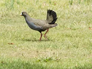 Black-tailed Native-hen (Tribonyx ventralis) adult, walking on grass, Lake Wendouree, Ballarat, Victoria, Australia