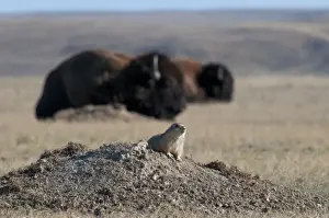 Black-tailed Prairie Dog (Cynomys ludovicianus) adult, sitting at burrow entrance, with Plains Bison (Bison bison bison) in background, in shortgrass prairie habitat, West Bloc, Grasslands N. P. Southern Saskatchewan, Canada, october