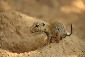 Black-tailed Prairie Dog (Cynomys ludovicianus) young, standing at burrow entrance (captive)