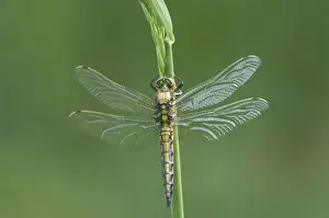 Newly Prints: Black-tailed Skimmer (Orthetrum cancellatum) newly emerged adult