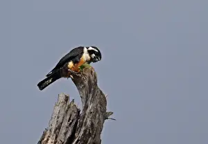 Kaeng Krachan Prints: Black-thighed Falconet (Microhierax fringillarius) adult