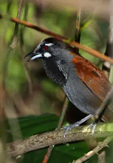 Black-throated Babbler (Stachyris nigricollis) adult, calling, perched on branch, Krung Ching Waterfall, Thailand, february