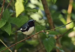 West Indian Prints: Black-throated Blue Warbler (Dendroica caerulescens) adult male