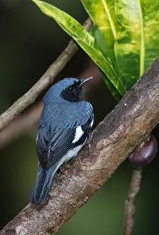 New World Warbler Prints: Black-throated Blue Warbler (Dendroica caerulescens) adult male