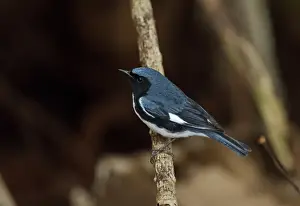 Black-throated Blue Warbler (Dendroica caerulescens) adult male, perched on twig, Zapata Peninsula, Matanzas Province