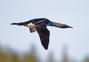 Black Throated Prints: Black-throated Diver (Gavia arctica) adult, summer plumage, in flight, Finland, june