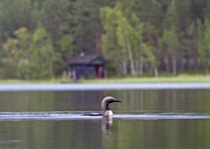 Black-throated Diver (Gavia arctica) adult, summer plumage, swimming on lake habitat, Finland, july