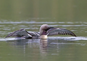 Black-throated Diver (Gavia arctica) adult, summer plumage, displaying on lake, Finland, july