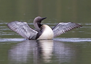 Black-throated Diver (Gavia arctica) adult, summer plumage, displaying on lake, Finland, july
