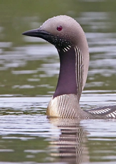 Black-throated Diver (Gavia arctica) adult, summer plumage, close-up of head and neck, swimming on lake, Finland, july