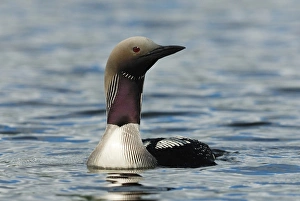 Black-throated Diver (Gavia arctica) adult, in breeding plumage, swimming on lake, Langvattnet Lake, Malingsbo-Kloten Nature Reserve, Bergslagen, Central Sweden, august