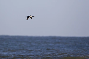 Black-throated Diver (Gavia arctica) adult, winter plumage, in flight over sea, Norfolk, England, november
