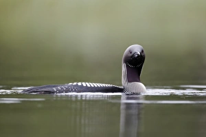 Black-throated Diver (Gavia arctica) adult, breeding plumage, swimming on lake, Finland, July
