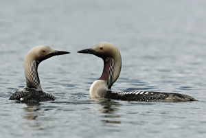 Black Throated Prints: Black-throated Diver (Gavia arctica) adult pair