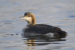 Black Throated Prints: Black-throated Diver (Gavia arctica) juvenile