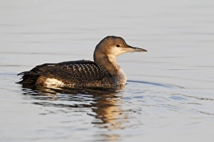 Black-throated Diver (Gavia arctica) juvenile, swimming on lake, Staffordshire, England, january