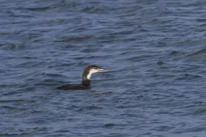 Black throated Diver in Winter plumage - Jura Scotland