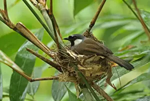 Kaeng Krachan Prints: Black-throated Laughingthrush (Garrulax chinensis propinquus) adult