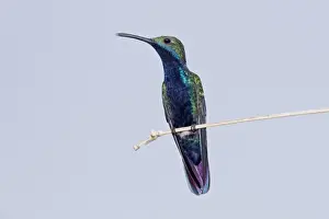 West Indian Prints: Black-throated Mango (Anthracothorax nigricollis) adult male