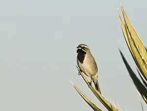 Californian Prints: Black-throated Sparrow (Amphispiza bilineata) adult male