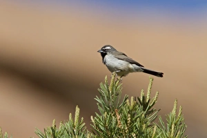 Uutah Prints: Black throated Sparrow - Utah America