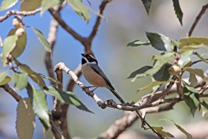 Black-throated Tit (Aegithalos concinnus) adult, perched on branch, Pangott, Uttarakhand, India, february