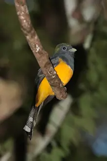 Sub Tropical Prints: Black-throated Trogon (Trogon rufus chrysochloros) adult