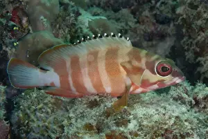 Borneo Prints: Black-tipped Grouper (Epinephelus fasciatus) adult