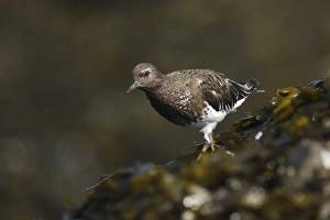 Strait Prints: Black Turnstone (Arenaria melanocephala) adult