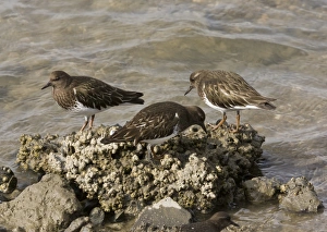 Californian Prints: Black Turnstone (Arenaria melanocephala) three adults