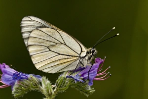 Black-veined White (Aporia crataegi) adult, resting on Vipers Bugloss (Echium vulgare) flower, French Pyrenees, France