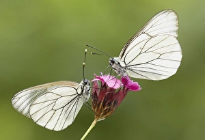 Southeastern Europe Prints: Black-veined White (Aporia crataegi) two adults, roosting on flower, Bulgaria, June