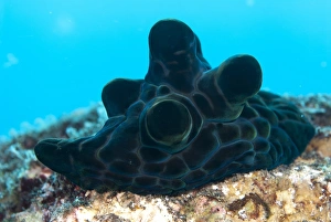 Shell Fish Prints: Black Velutinid (Coriocella nigra) adult