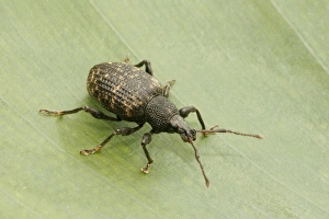 Weevil Prints: Black Vine Weevil (Otiorhynchus sulcatus) adult, standing on leaf, Essex, England