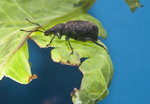 Black Vine Weevil (Otiorhynchus sulcatus) adult, resting on leaf, Whitewell, Lancashire, England, April