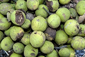 Black Walnut (Juglans nigra) fruit, wind fallen on ground, Pennsylvania, U. S. A. august