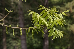 Catkin Prints: Black Walnut young leaves and catkins