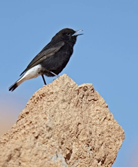 Singing Prints: Black Wheatear (Oenanthe leucura) adult male